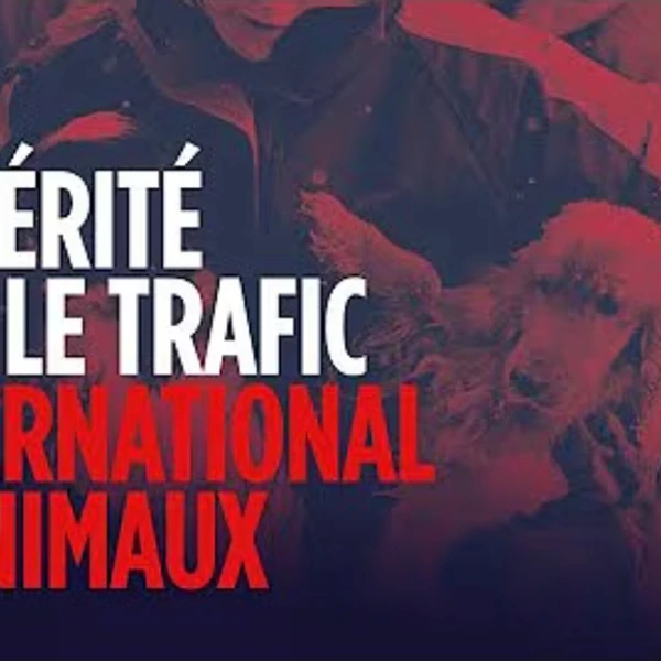 La vérité sur le trafic international d'animaux - J. Pensu - # politique
