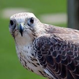 Le Saker francophone