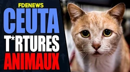 Ceuta, les horreurs sur animaux sont massives Ceuta, les horreurs sur animaux sont massives