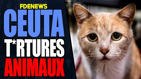 Ceuta, les horreurs sur animaux sont massives