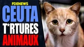Ceuta, les horreurs sur animaux sont massives Ceuta, les horreurs sur animaux sont massives