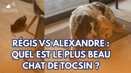 La bataille des chats dans Police-Justice !