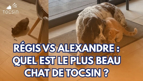 La bataille des chats dans Police-Justice !