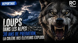 La colère des éleveurs : « On est comme les cowboys face aux Indiens ! » La colère des éleveurs : « On est comme les cowboys face aux Indiens ! »
