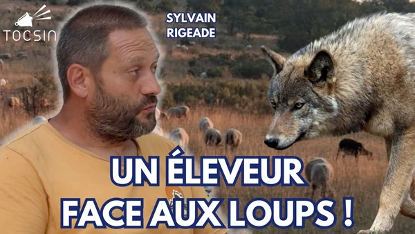 REPORTAGE - Un éleveur face aux loups ! Sylvain Rigeade