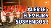 Scandale en France : après les soignants, les éleveurs suspendus !